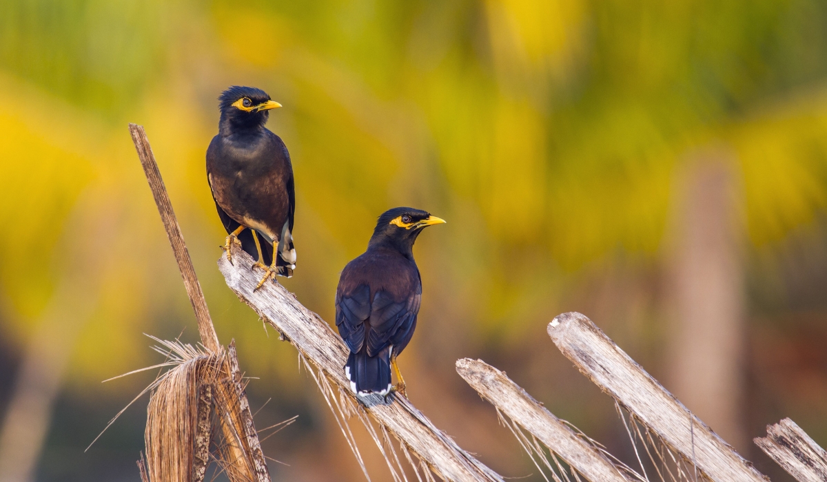 Myna Bird